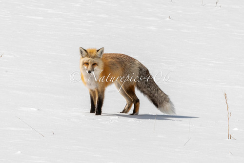 Red Fox | NATUREPICS406