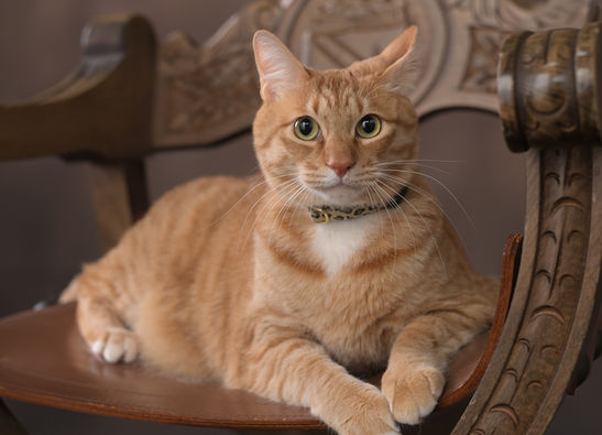 豪華な木の椅子に座る首輪をつけた茶トラのペット猫