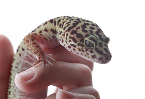 人の手に乗るヒョウモントカゲモドキのペット