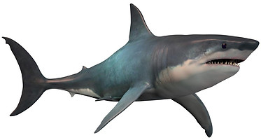 megalodon ref.jpg
