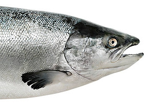 fish head ref 4.jpg