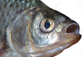 fish head ref 2.jpg