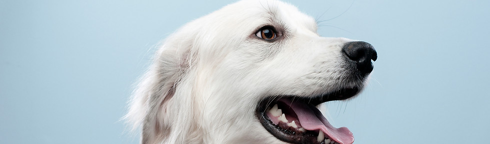 Portrait de chien