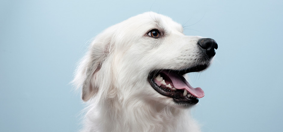 Dog's Portrait