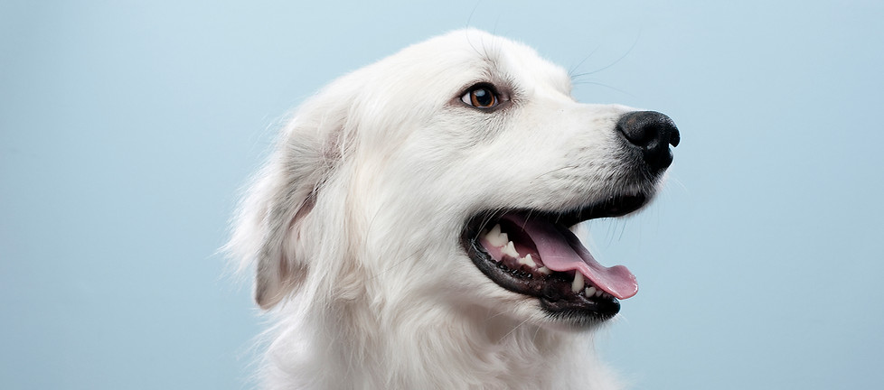 Dog's Portrait