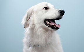 Dog's Portrait
