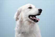 Portrait Dog's
