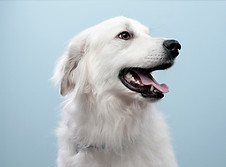 Dog's Portrait
