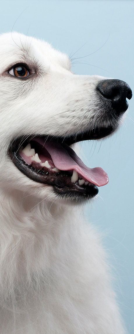 Dog's Portrait