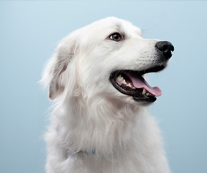 Dog's Portrait