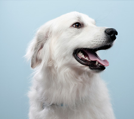 Dog's Portrait