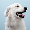 Smiling White Dog