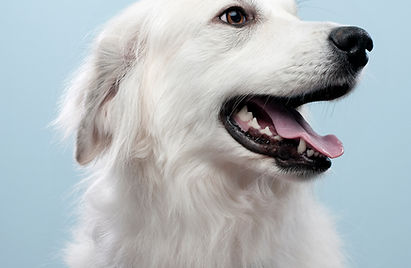 Dog's Portrait