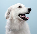 Portrait de chien