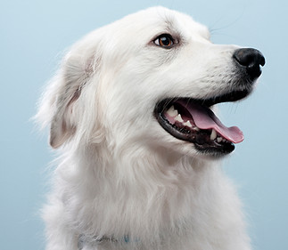 Dog's Portrait