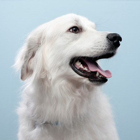 Dog's Portrait
