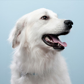 Dog's Portrait