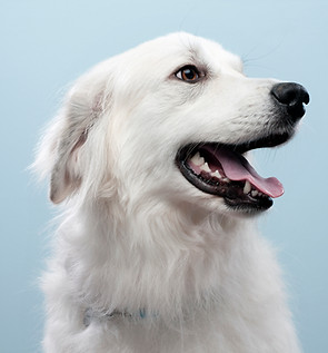 Hund Porträt