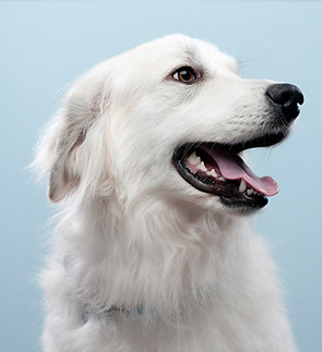 Smiling White Dog