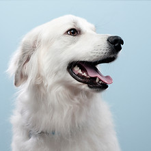 Dog's Portrait