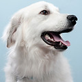 Dog's Portrait