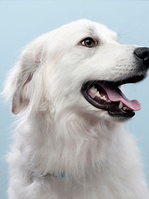 Dog's Portrait