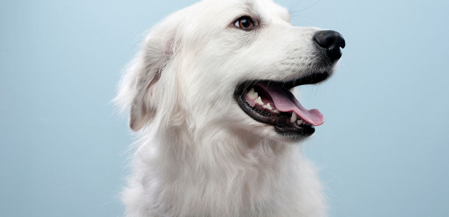 Dog's Portrait
