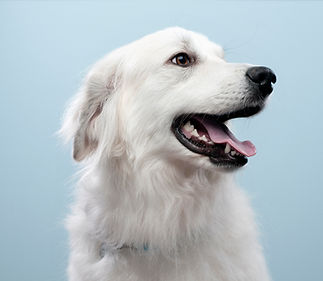 Dog's Portrait