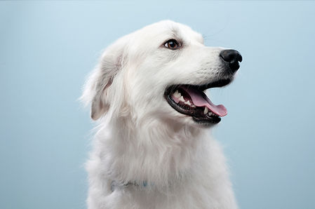 Hund Porträt