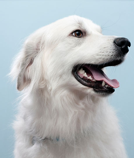 犬の肖像画