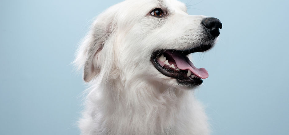 Portrait Dog's