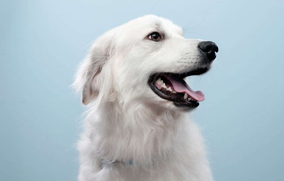 Dog's Portrait