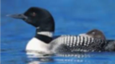 Loon_edited.jpg