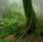 rainforest