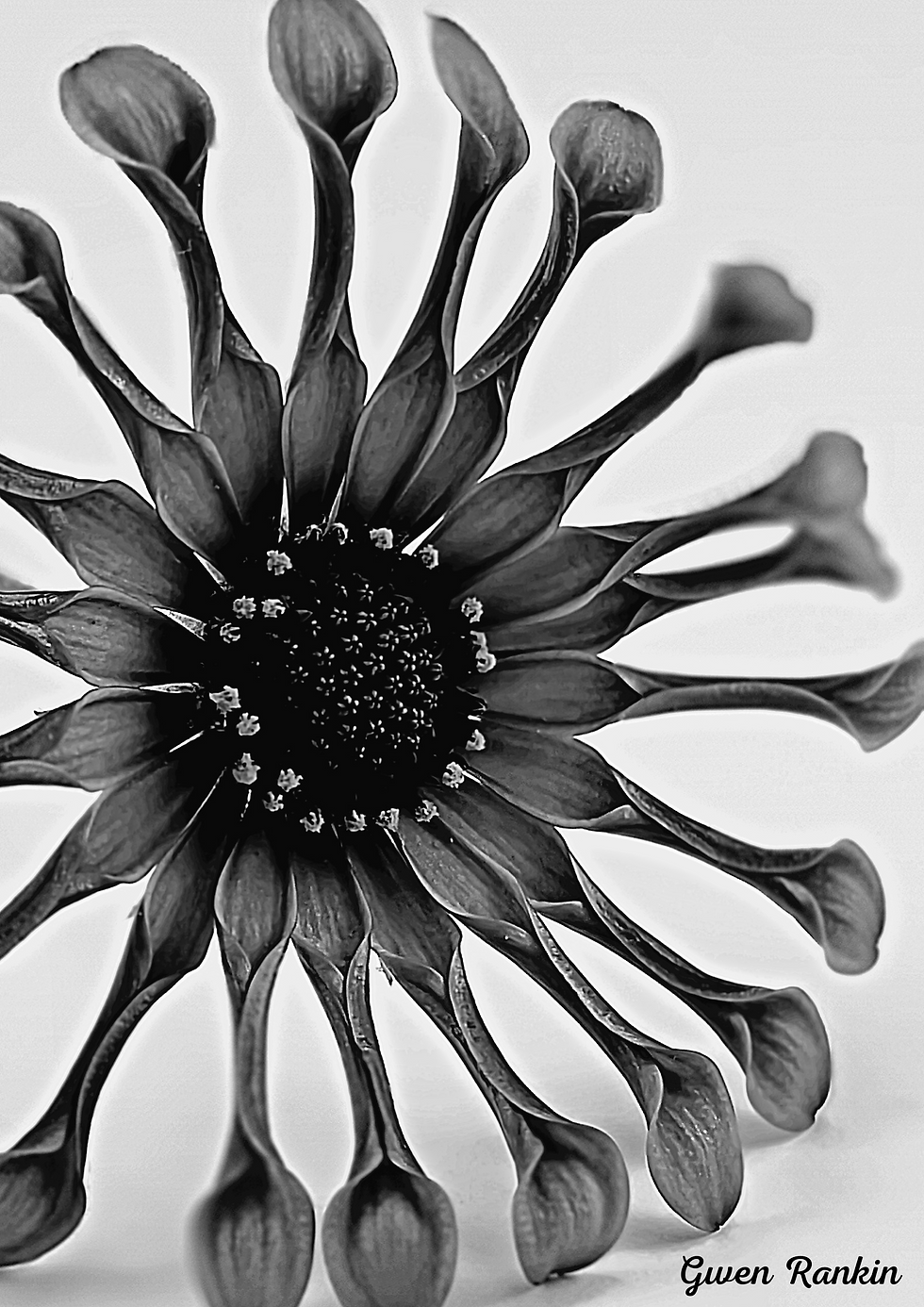 Gwen Rankin Photography