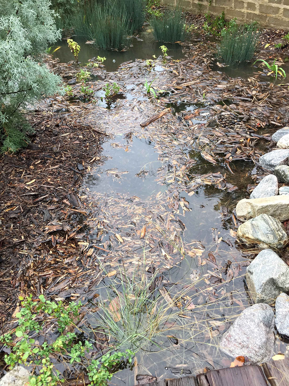 swale, rain garden, drought tolerant, los angeles, sustainable, landscape design