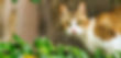 cat-6380095_1280_edited.jpg
