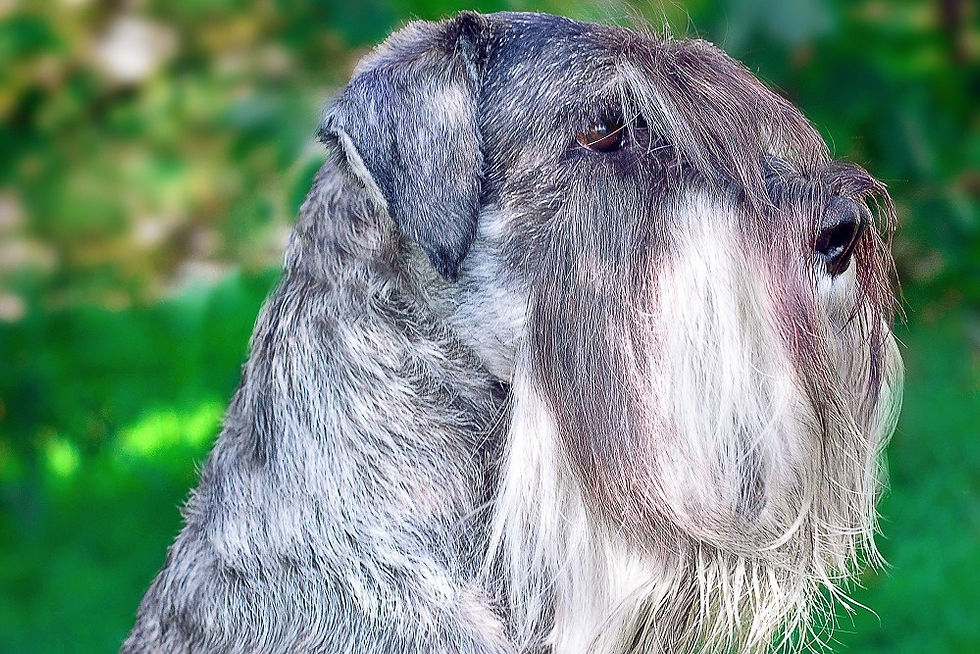 RECHIN VICTERY ENIGMA GRIS