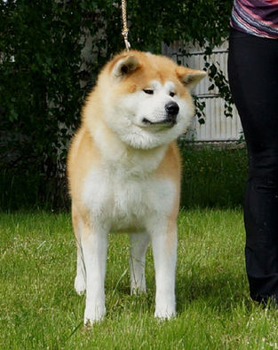 Awa No Kuni Go Kazusa (3).jpg