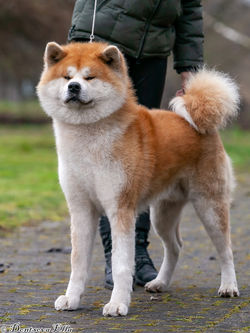 Kinyou Go Noshiro Fujita