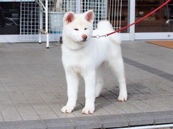 Shiraume Go Awakoku Hikarinomiya