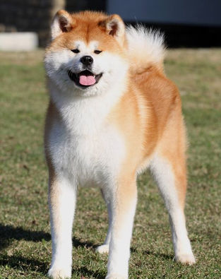 Izumi Gai Toshiros (5).jpg