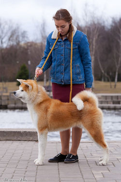 Tsurugi Maru Go Awakoku Hikarinomiya