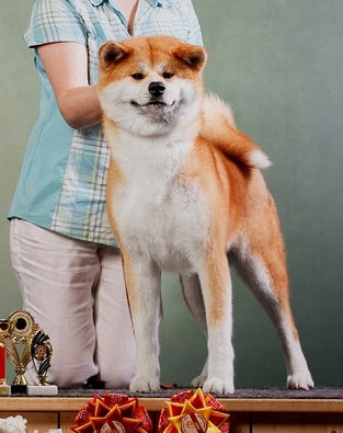 Misono Go11111 - копия.jpg