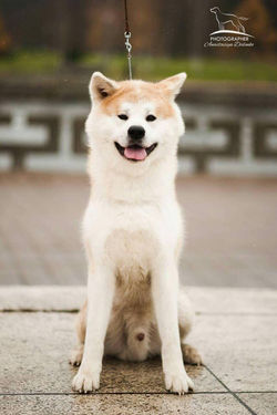 Hachi Go Awakoku Hikarinomiya