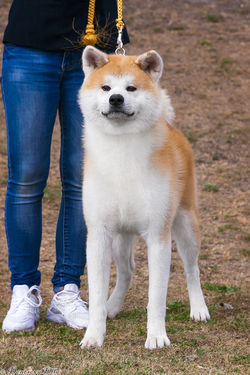 Tsurugi Maru Go Awakoku Hikarinomiya