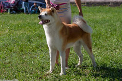 Hachi Go Awakoku Hikarinomiya