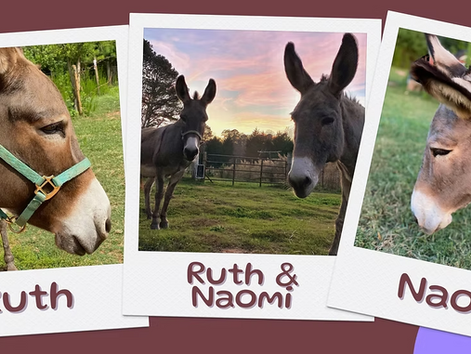 Stable Situations: Ruth and Naomi