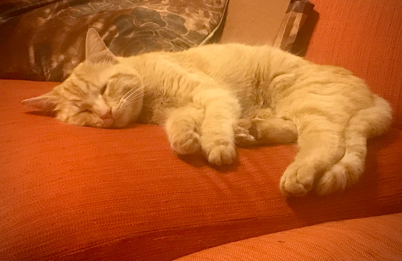 Comfy in his new forever home!