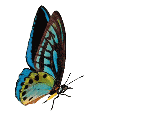 natural butterfly gif without background.gif